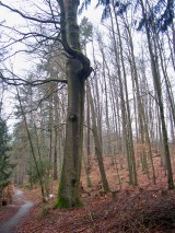 Der Weg zur Waldschenke am Baasee.