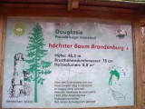 Hinweisschild - größter Baum Brandenburgs.