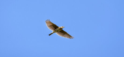 Lerche am Himmel. Sinnbild der Freiheit. Lerche am Himmel. Sinnbild der Freiheit.