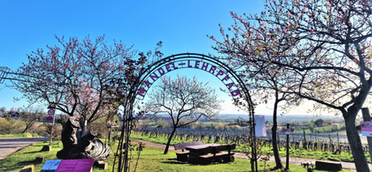 Mandel-Lehrpfad in Neustadt-Gimmeldingen Mandel-Lehrpfad in Neustadt-Gimmeldingen