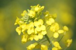 Méga Bassines de Mauzé sur le Mignon 26 mars 2022