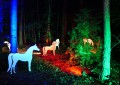 Waldleuchten in Bad Lippspringe