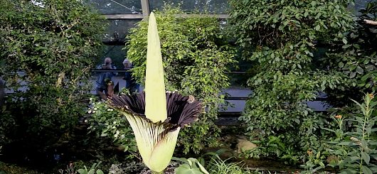 Titanwurzblüte in Stuttgart