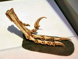 Fuß eines Velociraptors