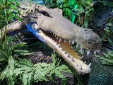 urzeitliches Krokodil