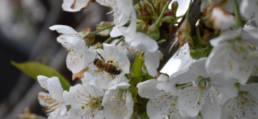 Frühling beim Literatur-Festival