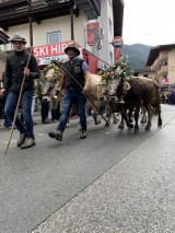 Besitzer und Vieh auf dem Weg...