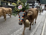 Almabtrieb in Mayrhofen.