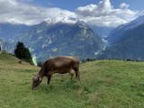 Hier wird nicht einfach nur Milch erzeugt - hier wird Heumilch erzeugt!
