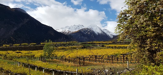 Herbst im Weingarten