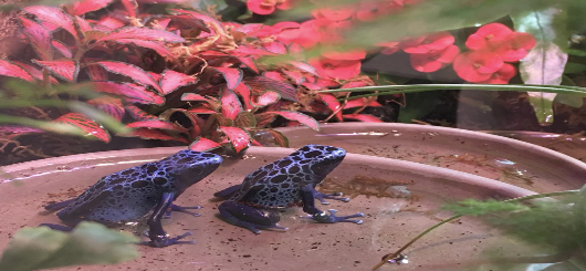 Die Waffen der Natur Die Waffen der Natur