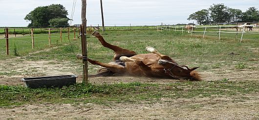 Glückliches Pferd