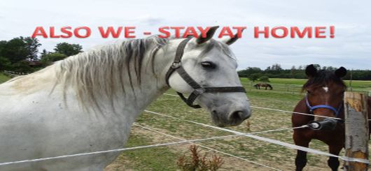 Stay at home - Pferdesport