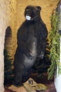 Schwarzbär, von dem wohl keine Gesundheitsgefahr ausgeht