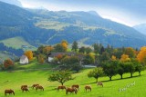 Die robusten Haflinger Pferde auf der Weide Bild-Fotograf:Siegfried Tasser