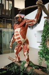 Gorilla 