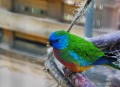 In der Vogelvoliere
