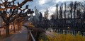 Mainufer  mit Blick  auf die Frankfurter Skyline