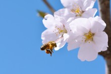 Bees and other pollinators