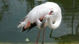 Hier der typische Flamingo, der hier heisst Wendehals mit Namen