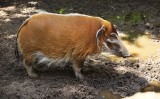 Pinselohr-Schwein