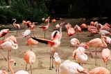Flamingos