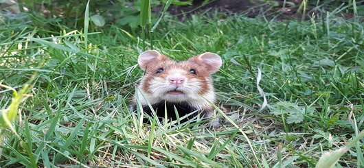 Feldhamsterchen guckt aus seinem Bau. Die Tierchen werden teilweise vergast, weil sie 