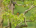 Der Gartenrotschwanz (Bild) war einer der seltenen Bewohnern der gerodeten Obstbäume