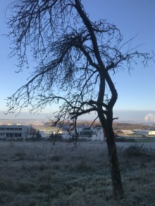 Alter Baumbestand Großbettlingen