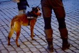 Bisstrainierter Polizeihund in Lauerstellung