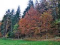 Wald am Wanderweg