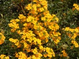 Lasst Blumen sprechen
