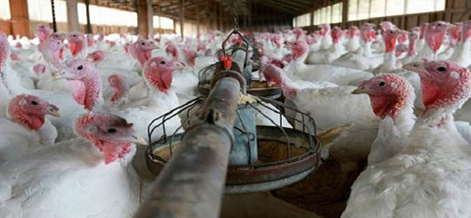 H5N1-Infektionen bei Wildvögeln