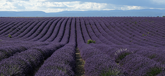 Lavanda di Provenza