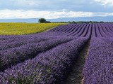 Lavender fields alternating with sunflower fields