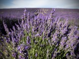 The lavender flower in full bloom