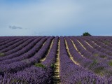 Lavender fields