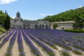La magnifica abbazia cistercense di Senanque