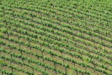 Rows of vineyards in the hills of Chianti