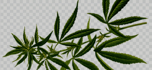 Die Cannabispflanze gehört zur Gattung der Hanfgewächse.