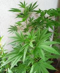 Cannabispflanzen