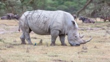 Das Weiße Nashorn