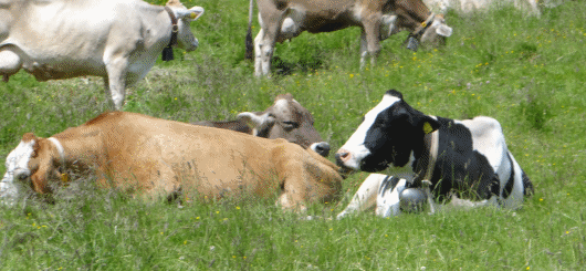 Ende Mai bis Ende September weiden  Milchkühe, Jungrinder, Kälber, Pferde und Schafe auf den Almen