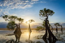 mangroves