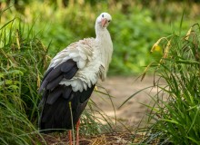 Weißstorch in Deutschland: Ein Symbol für Glück und Natur