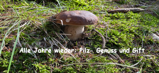 Der Steinpilz ist ein Genuss, aber nicht alle Pilze sind eßbar.