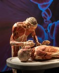 Copyright: Gunther von Hagens‘ KÖRPERWELTEN, Institut für Plastination, Heidelberg, www.koerperwelten.de