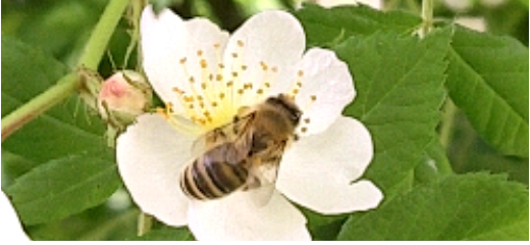 Ein-Bienenvolk-ein-Superorganismus