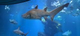 Aquarium von Palma de Mallorca