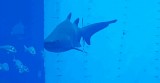 Aquarium von Palma de Mallorca